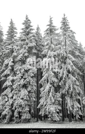 Ein schneebedeckter Fichtenwald (Picea) mit weißem Himmel, Kopierraum, natürlich schwarz-weiß Stockfoto