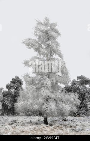 Ein frostbedeckter Baum, isoliert mit einigen Bäumen im Hintergrund, weißer Himmel, Kopierraum, natürlich schwarz-weiß, monochrom Stockfoto