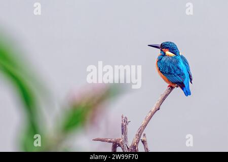 Ein gewöhnlicher eisvogel, der auf einem Baumzweig thronte und zur Seite schaute. Bharatpur, Rajasthan, Indien Stockfoto