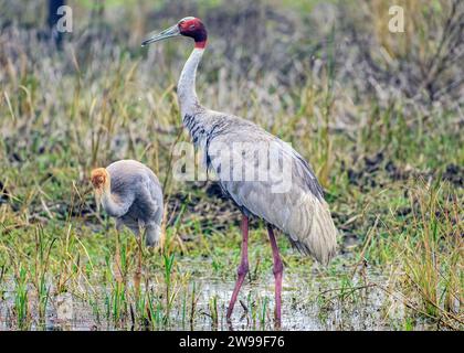 Die beiden Saruskrane stehen in einem flachen Gewässer, umgeben von hohem Gras. Bharatpur, Indien Stockfoto