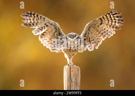 Eine kleine Eule auf einem Holzpfosten in einer natürlichen Umgebung im Freien Stockfoto