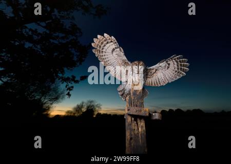 Eine majestätische Gittereule, die nachts auf einem Holzpfosten landet Stockfoto