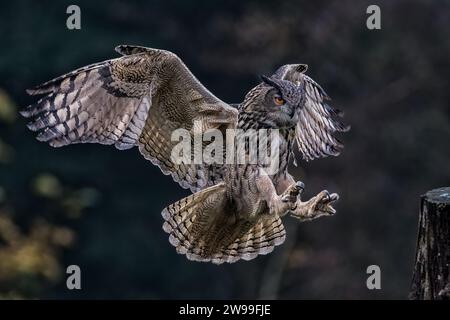 Eine eurasische Uhu im Flug mit gespreizten Flügeln. Stockfoto