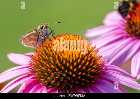 Ein Nahbild einer lebhaften Outdoor-Szene mit zwei Honigbienen und einem Schmetterling, der auf einem Blumenstrauß in der Nähe eines Fensters thront Stockfoto