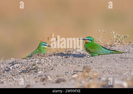 Blauwangen-Bienenfresser, Merops persicus auf dem Boden. Stockfoto