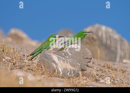 Blauwangen-Bienenfresser, Merops persicus, auf einem Felsen. Stockfoto