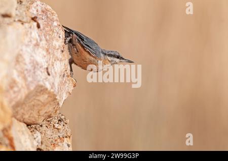 Eurasische Nuthatch auf Felsen, Sitta europaea. Stockfoto