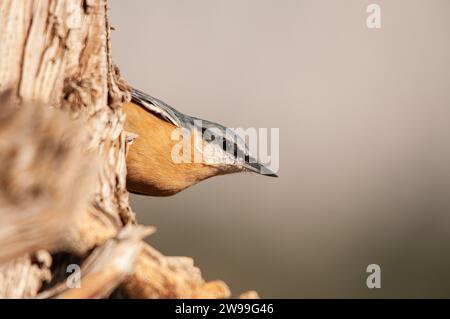 Eurasische Nuthatch am Baumstamm, Sitta europaea. Stockfoto