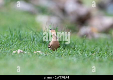 Eurasischer Wiedehopf, Upupa epops bringt Nahrung ins Nest. Stockfoto