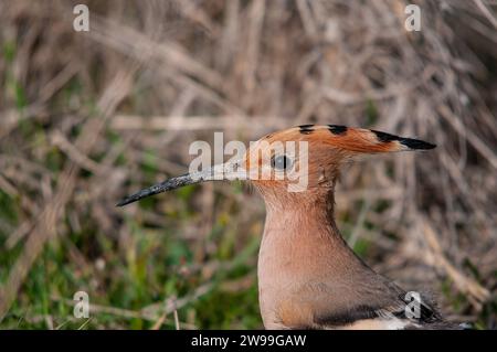 Eurasischer Wiedehopf, Upupa epops Nahporträt. Stockfoto