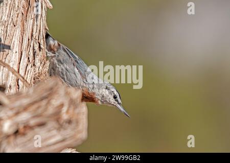 In Anatolien endemische Vogelarten. Krüper's Nuthatch, Sitta krueperi. Stockfoto