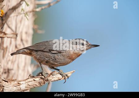 In Anatolien endemische Vogelarten. Krüper's Nuthatch, Sitta krueperi. Stockfoto