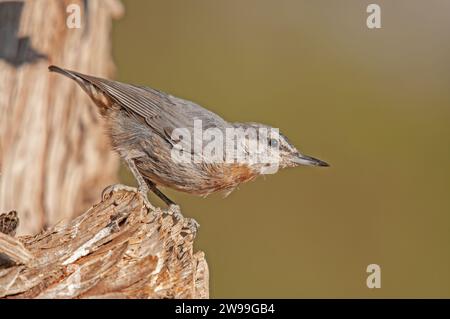 In Anatolien endemische Vogelarten. Krüper's Nuthatch, Sitta krueperi. Stockfoto