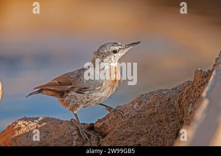 In Anatolien endemische Vogelarten. Krüper's Nuthatch, Sitta krueperi. Stockfoto