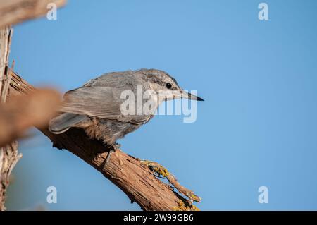 In Anatolien endemische Vogelarten. Krüper's Nuthatch, Sitta krueperi. Stockfoto