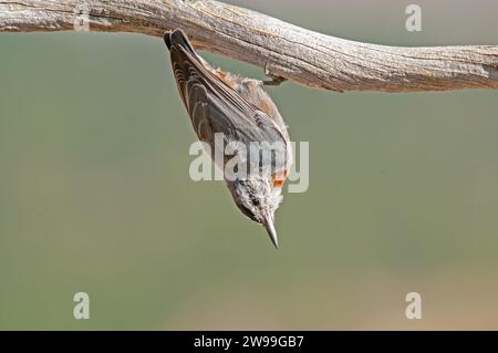 In Anatolien endemische Vogelarten. Krüper's Nuthatch, Sitta krueperi. Stockfoto