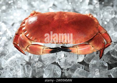 Leckere gekochte Krabbe auf Eiswürfeln, Nahaufnahme Stockfoto