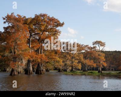 Sonnendurchflutete, kahle Zypressen mit Herbstblättern, die im Caddo Lake in Texas versunken sind. Stockfoto