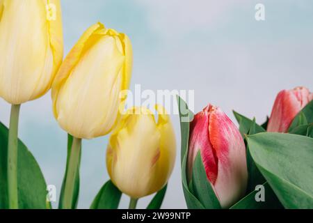 Tulpen und hellblauer Himmel im Hintergrund. Schöner Blumenhintergrund mit Nahaufnahme der gelben und rosa Tulpen, Platz für den Text Stockfoto