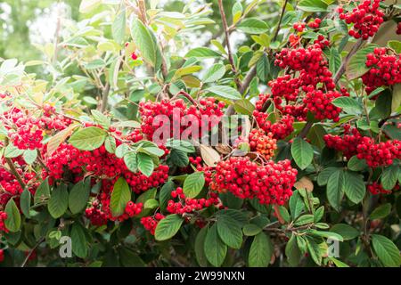 Cotoneaster-Beeren aus der Nahaufnahme. Zierpflanze Cotoneaster coriaceus mit leuchtenden roten Beeren und dunkelgrünem Laub Stockfoto