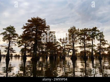 Kahlköpfige Zypressen im Caddo Lake, Texas, bei Sonnenaufgang mit bewölktem Himmel. Stockfoto