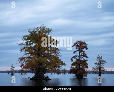 Kahle Zypressen mit wechselnden Blättern stehen bei Sonnenaufgang mitten im Caddo Lake, Texas. Stockfoto