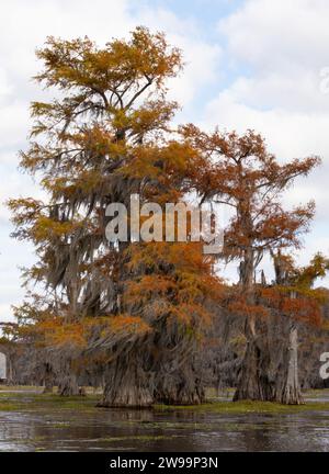 Kahle Zypressen mit Herbstfarben und spanischem Moos, das an einem windigen Tag am Caddo Lake, Texas, geblasen wird. Stockfoto