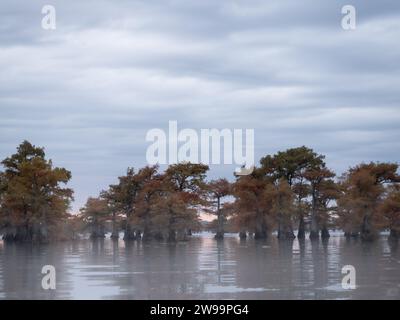 Eine Reihe kahler Zypressen mit Herbstlaub bei einem nebeligen und bewölkten Sonnenaufgang am Caddo Lake, Texas. Stockfoto