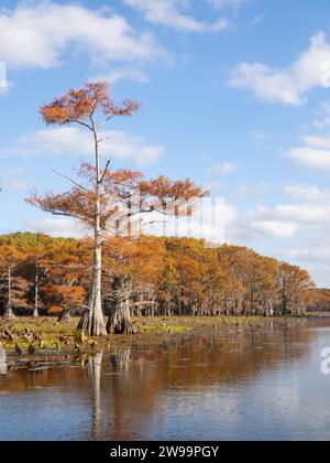 Sonnenlicht kahle Zypressen im Caddo Lake fotografiert im Herbst. Stockfoto