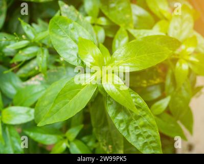 Frische Kräuterpflanzen Blätter Andrographis paniculata ( Burm.f. ) Wand ex Nees Stockfoto