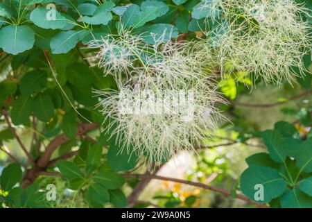 Interessante Pflanze Cotinus coggygria, Rhus cotinus, Rauchbaum, Rauchbusch, venezianischer Sumach. Familie Cotinus coggygria 'Young Lady' Anacardiaceae. Stockfoto