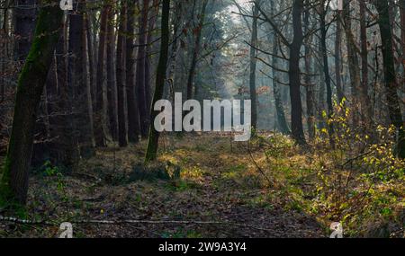 Ansprechende, sonnendurchflutete Holzlichtung in herbstlichen Farben (Perspektive halb rechts) Stockfoto