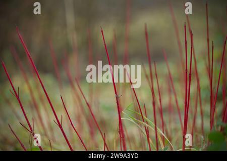 Nahaufnahme roter Weidenzweige vor verschwommenem grünlichem Hintergrund Stockfoto