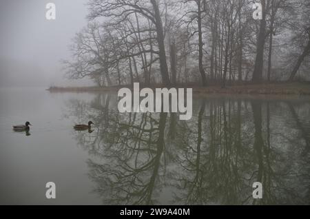 Etwas monochrome und nebelige Seenlandschaft mit Wasserspiegelungen und bei einem schwimmenden Entenpaar im Park Schönbusch, Aschaffenburg, Bayern Stockfoto