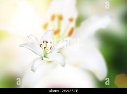 Weiße Lilien im Garten vor dem Hintergrund von natürlichem Licht. Stockfoto