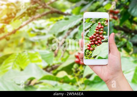 Weibliche Hand fotografiert frische Kaffeebohnen im Kaffeepflanzenbaum mit Handy Stockfoto