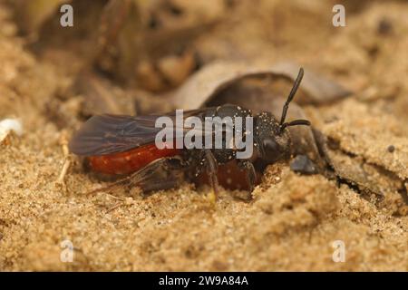 Natürliche Nahaufnahme der farbenfrohen roten weißen Lippenblutbiene Sphecodes albilabris, ein Cleptoparasite auf Colletes cunicularius Bienen Stockfoto