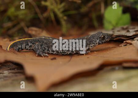 Natürliche Nahaufnahme eines jungen Balkanmolchs, Triturus ivanbureschi, der auf einem getrockneten Blatt sitzt Stockfoto