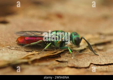 Natürliche Nahaufnahme auf der bunten, kleinen Gold oder der Rubinschwanzwespe Chrysis Ignita, die auf Holz sitzt Stockfoto