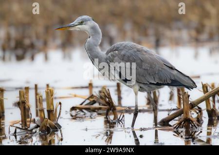 Eine Nahaufnahme eines grauen Reihers, der in einem Teich steht Stockfoto