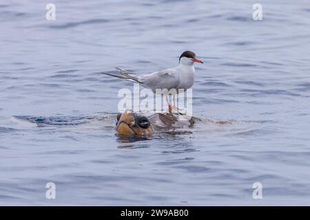 ACTIC Tern (Sterna paradisaea) auf einer Karettschildkröte (Caretta caretta), von einem Walbeobachtungsboot aus gesehen, Azoren, Portugal Stockfoto