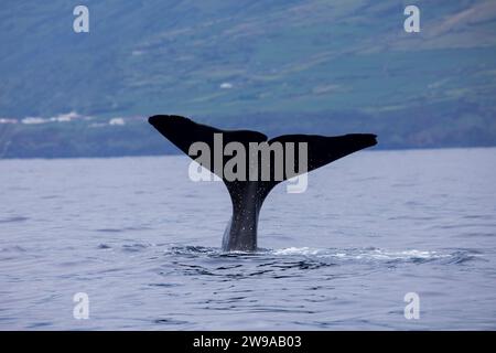 Pottwal (Physeter macrocephalus) fluking, Pico der Azoren, Portugal Stockfoto
