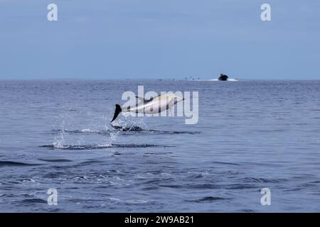 Kurzschnabeldelfine (Delphinus delphis) sind Bewohner der Azoren Stockfoto