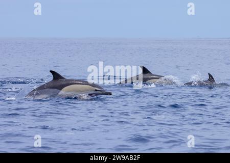 Kurzschnabeldelfine (Delphinus delphis) sind Bewohner der Azoren Stockfoto