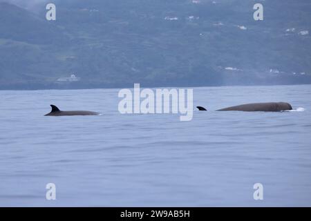 Nördliche große Wale (Hyperoodon ampullatus) besuchen die Gewässer der Azoren etwa zur gleichen Zeit jeden Sommer. Stockfoto