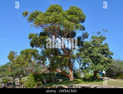 Blick auf die entspannende Parkanlage am Balmoral Beach Stockfoto