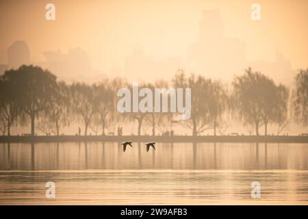 Hangzhou, chinesische Provinz Zhejiang. Dezember 2023. Wasservögel fliegen am 26. Dezember 2023 über den Westsee in Hangzhou, der ostchinesischen Provinz Zhejiang. Quelle: Jiang Han/Xinhua/Alamy Live News Stockfoto