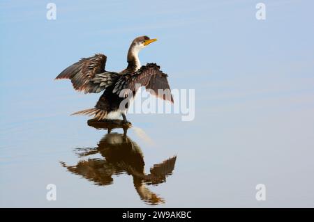 Ein junger Little Rattenkormoran, Microcarbo melanoleucos, trocknende Winde am Bibra Lake in Perth, Western Australia. Stockfoto