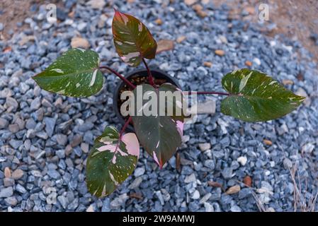 Philodendrone rosa Prinzessin Marmor König Stockfoto