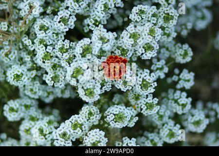 Die junge Blume ( Lobularia maritima ) , deren Freunde sie spielerisch darüber informierten, dass sie ein rotes Kleid zu der Party mit einem weißen tragen sollte Stockfoto